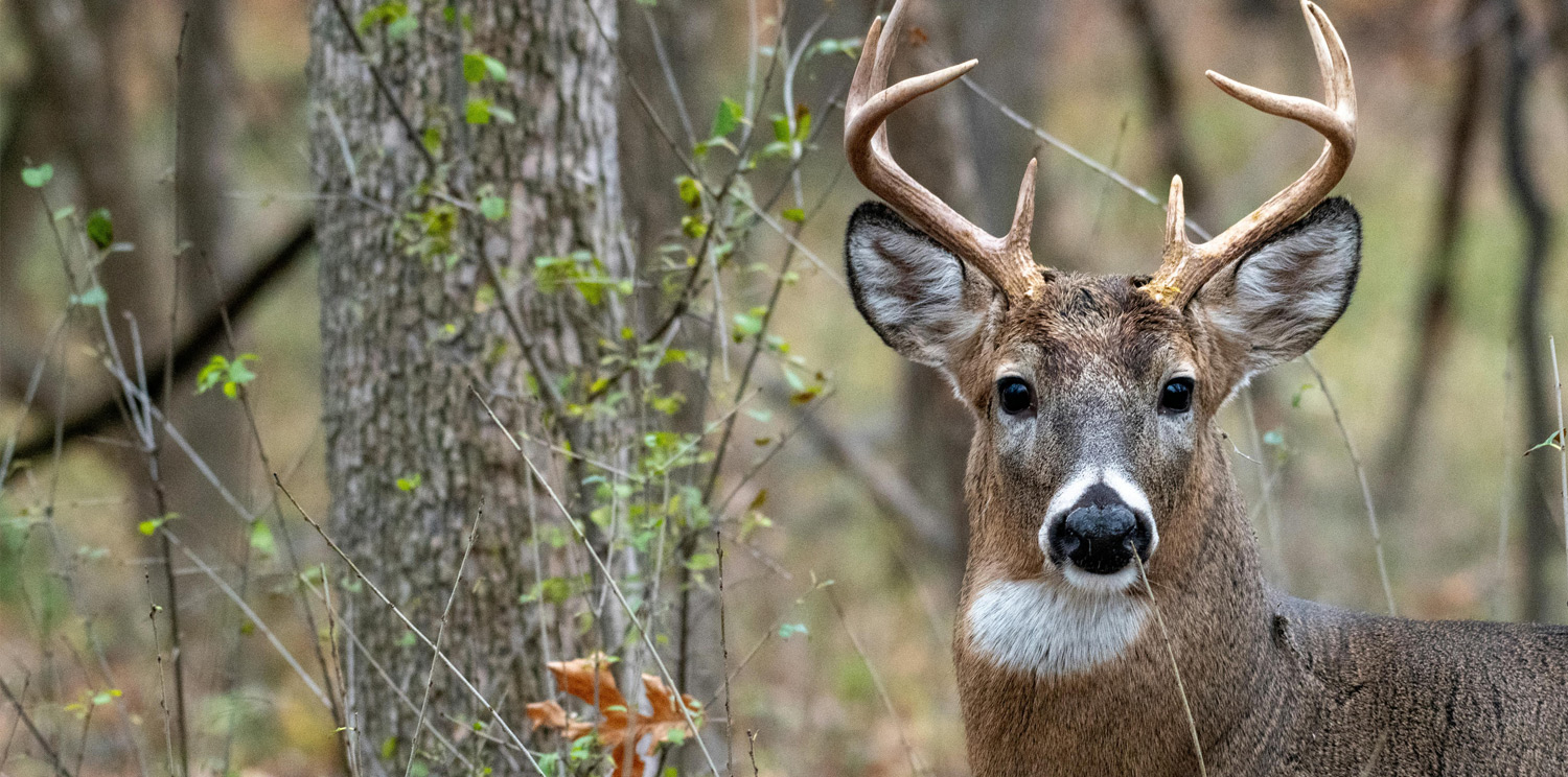 Free online courses on Farmed Cervid CWD Programs