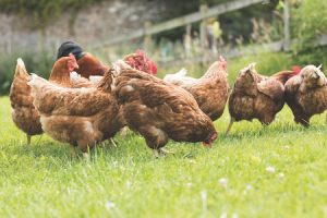 Several chickens pecking in a grassy area