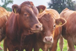 Several cows standing in a field