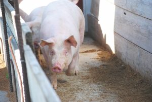 A pig walking down an alleyway