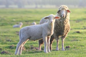 Two sheep standing in a field