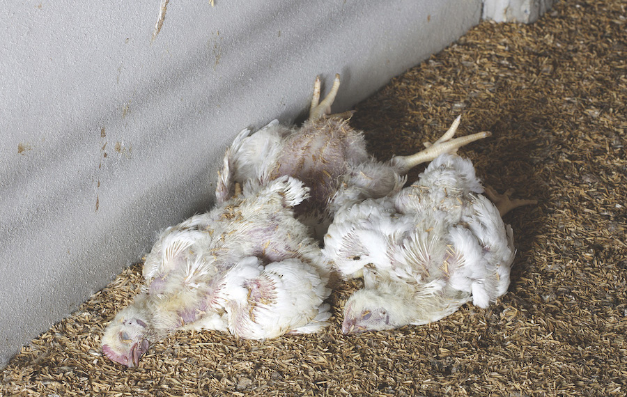 Three dead chickens laying on the ground.