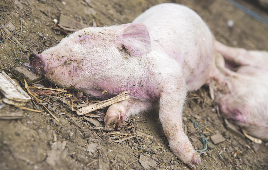 A dead piglet laying on the ground.