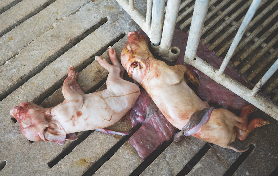 Two aborted piglets laying on the ground.