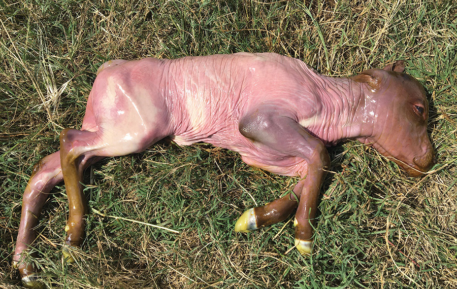 An aborted lamb laying on the ground.