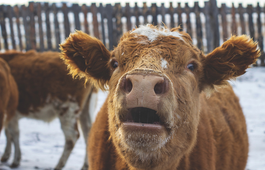 A cow breathing with its mouth open.