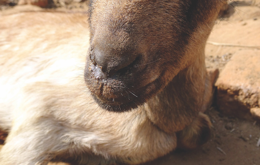 A goat with nasal discharge and crusting.