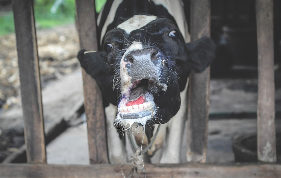 A cow with its mouth open and a large erosion visible on the tongue.