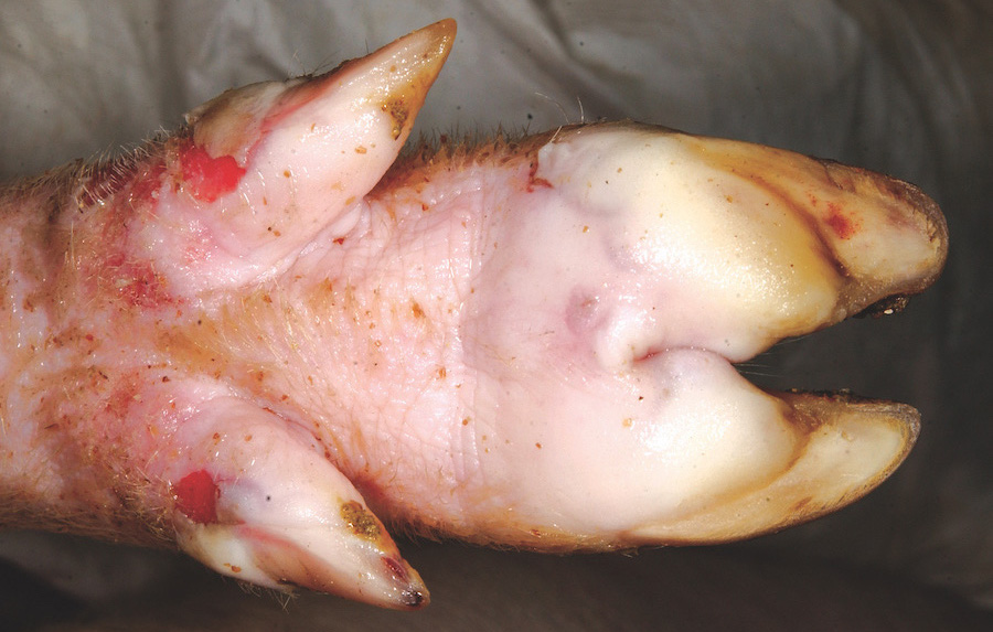 The bottom surface of a pig's claw with two red erosions visible.