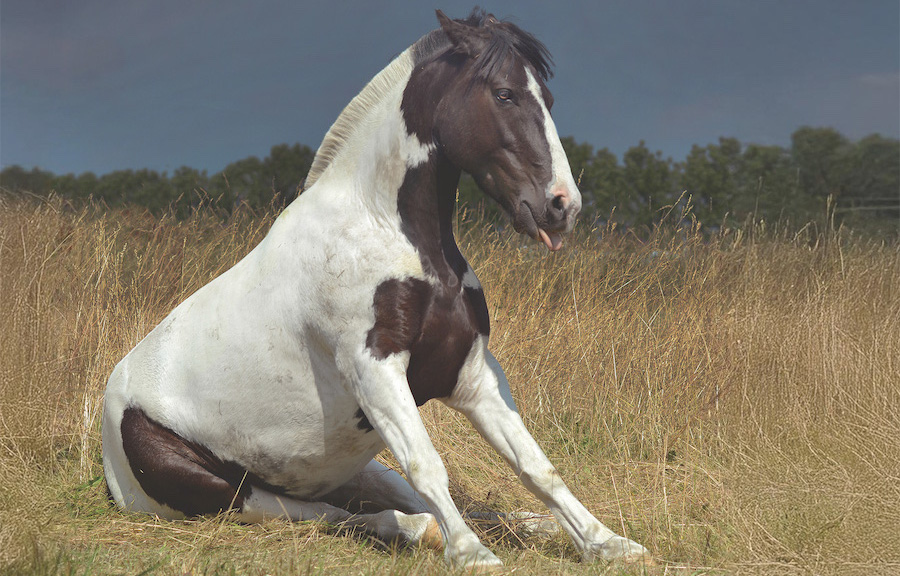 A horse dog-sitting with its tongue out.