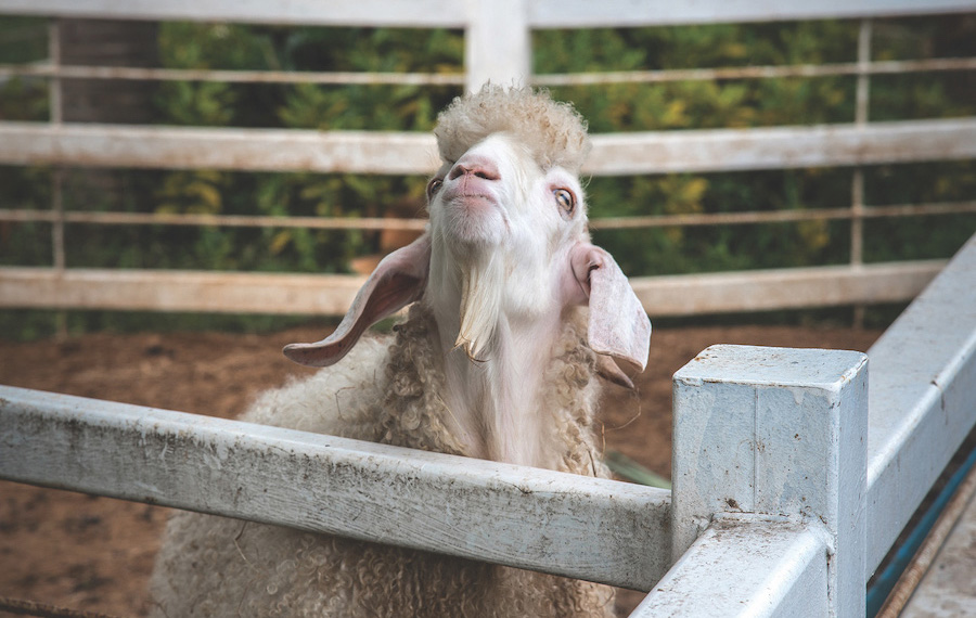 A sheep staring upward, also known as star-gazing.