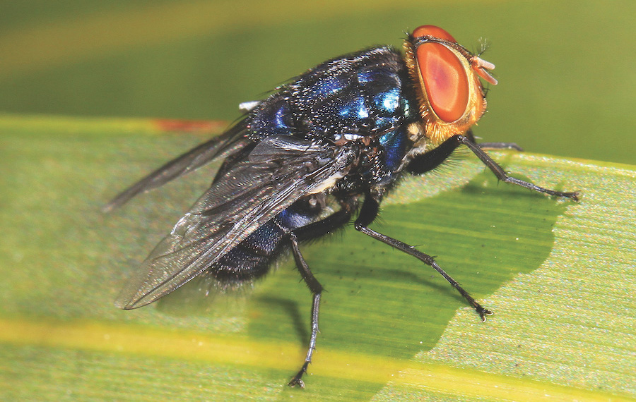 A screwworm fly that has landed on a piece of grass.