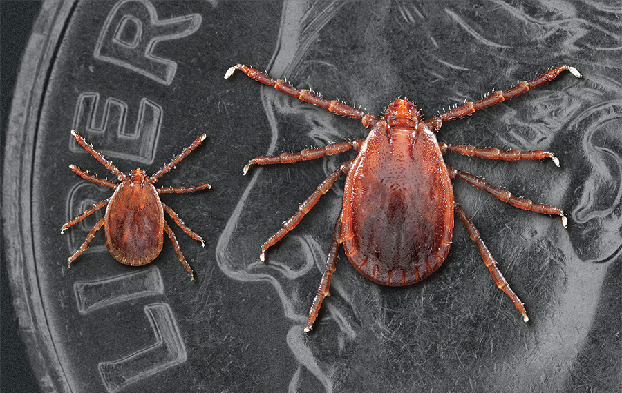 Nymph and adult female Asian longhorned ticks placed on a dime for size comparison.