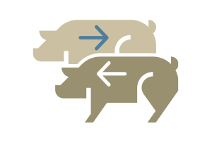 Swine Disease Transmission Routes icon