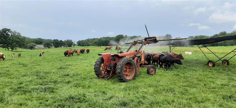 Cow mister in pasture