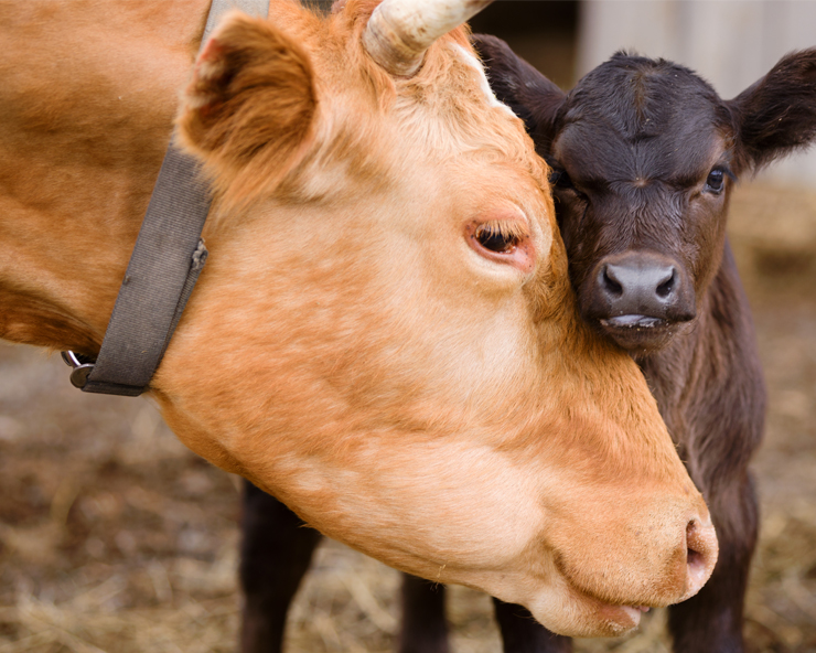 A tan cow nuzzles a dark brown calf.