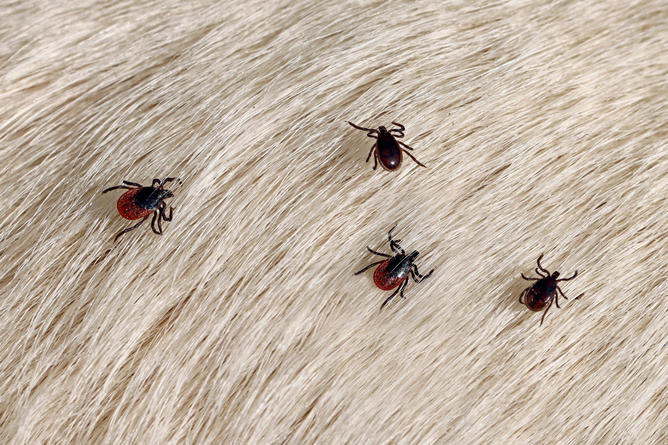 Ticks on white-haired animal.