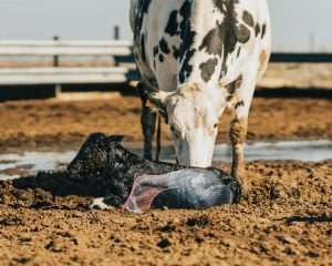 A black and white cow licks and cleans a recently born black calf on a dirt lot.